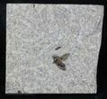 Fossil March Fly (Plecia) - Green River Formation #26800-1